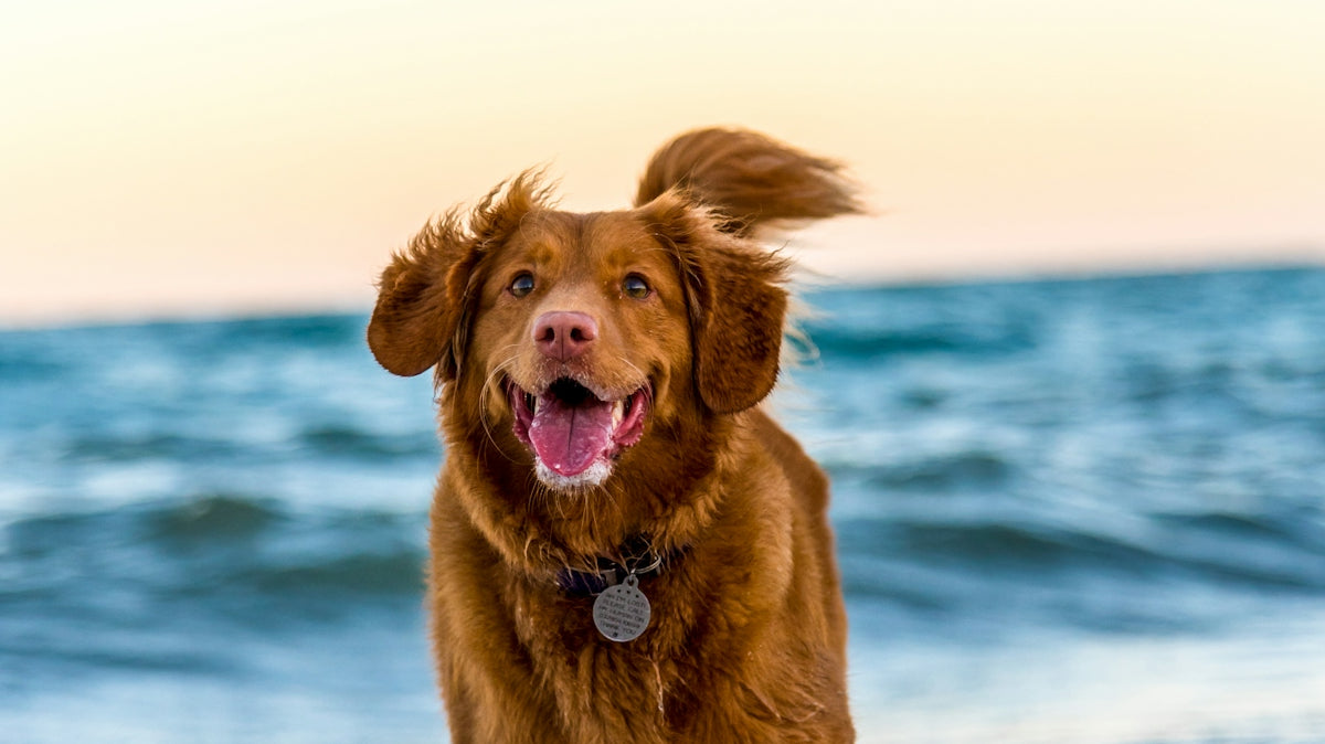 dog running on beach during daytime