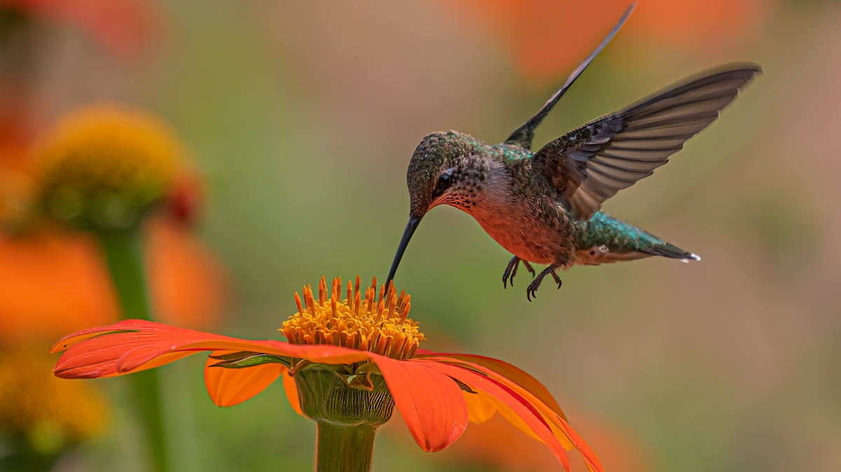 a hummingbird hovering over an orange flower