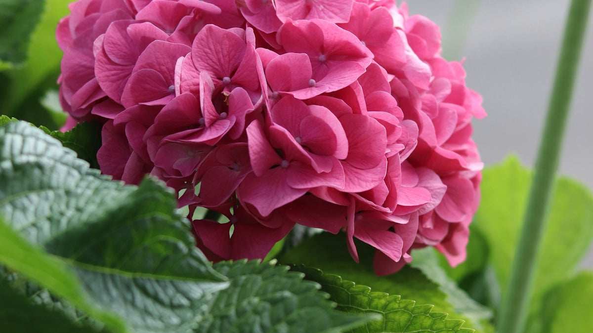 A beautiful pink hydrangea bloom.