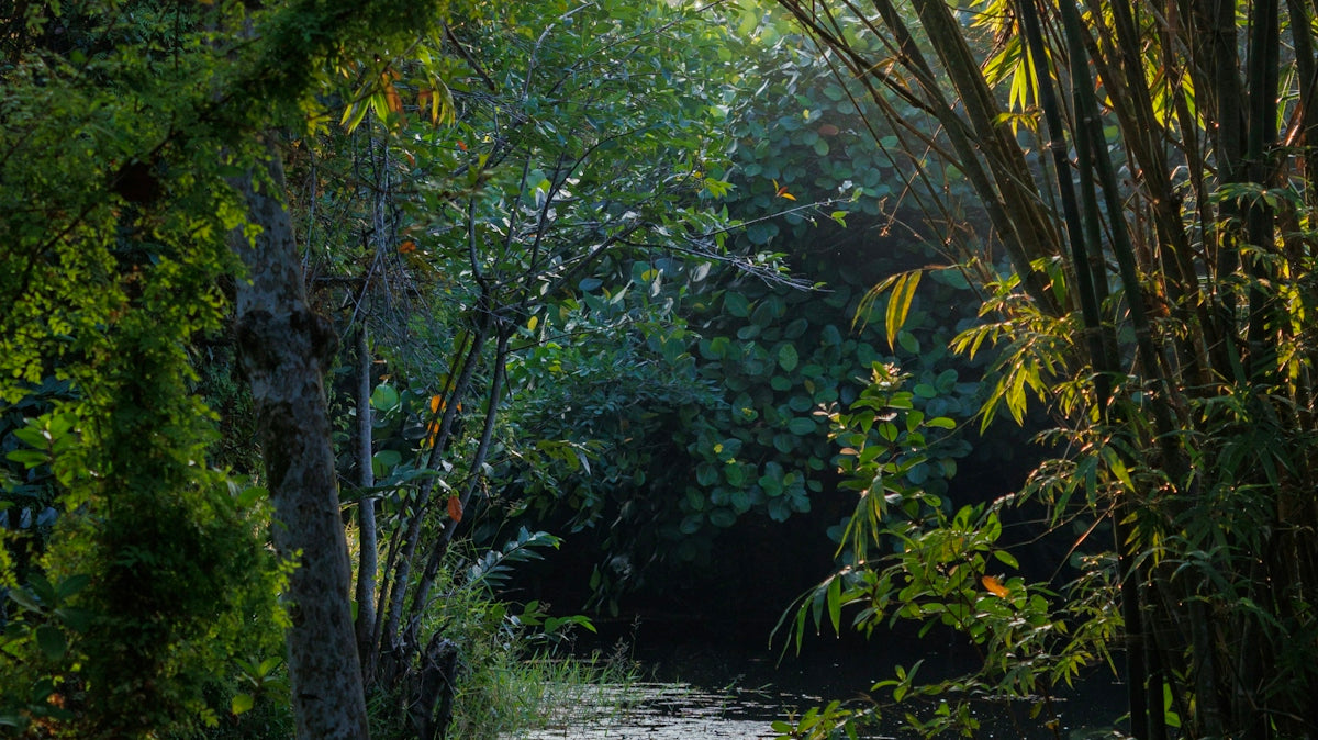 Sunlight filters through bamboo and trees onto a calm pond.