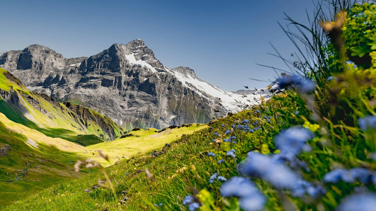 Blue flowers in a green mountain meadow under blue sky.