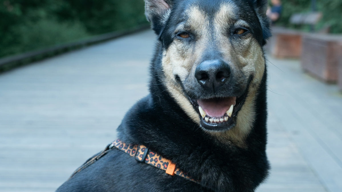 A black and tan dog sits on a wooden boardwalk