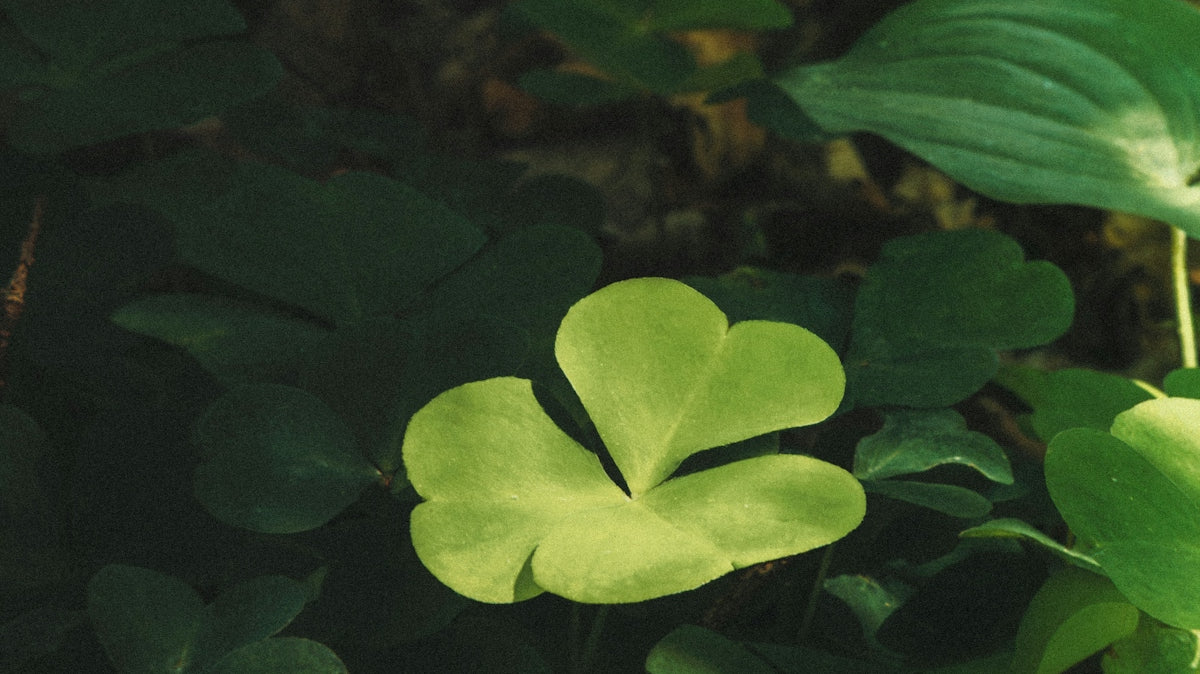 A single bright green clover leaf illuminated among darker foliage in a forest