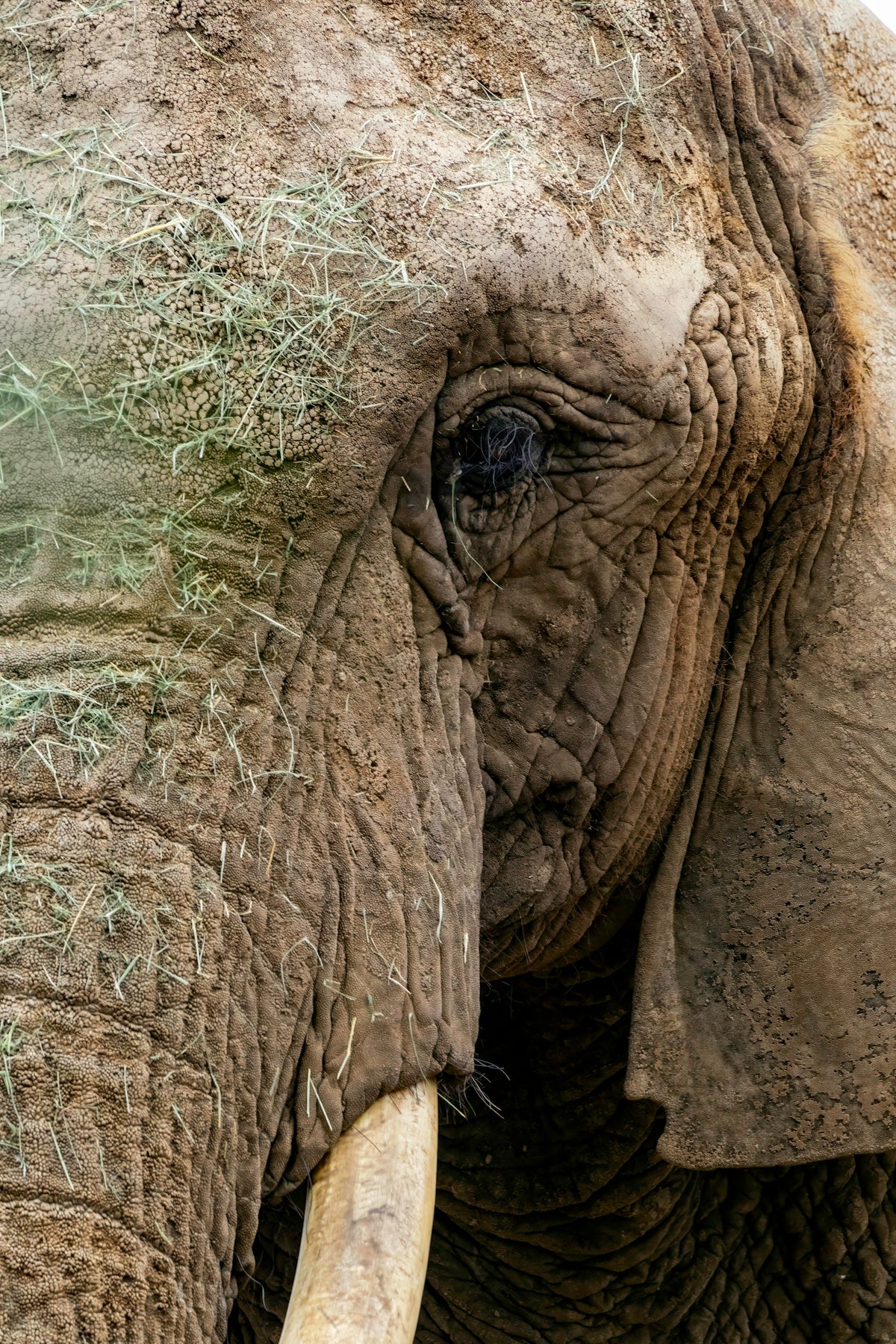 A close up of an elephant with grass on its trunk