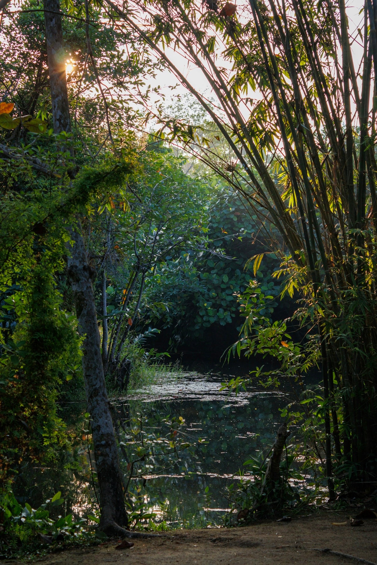 Sunlight filters through bamboo and trees onto a calm pond.